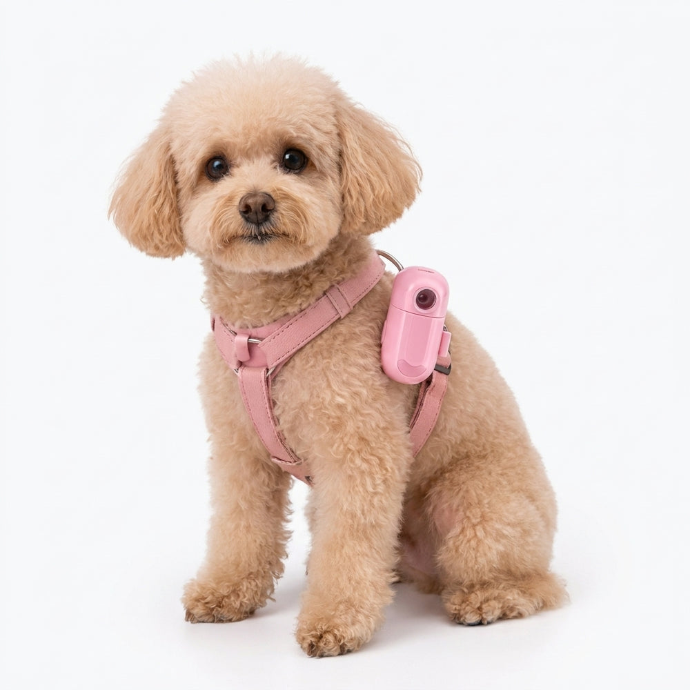 Personalized Pet Photo & Name Ground Projector Light for Pet Collar & Harness